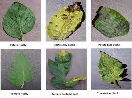 Identification of plant Syndrome using IPT