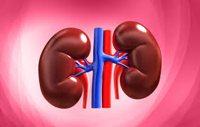 ARTIFICIAL INTELLIGENT BASED COMPUTATIONAL
MODEL FOR DETECTING CHRONIC-KIDNEY DISEASE