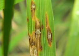 Web App for Automatic Detection Classification of Rice Plant Disease Using Dilated CNN